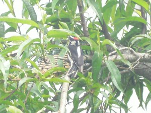 adult male downy woodpecker