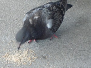 Rock Pigeon eating