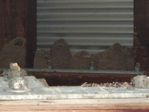 Cliff Swallow Nests